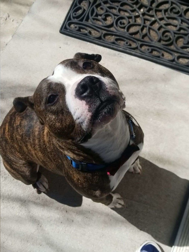 Brindle pit bull